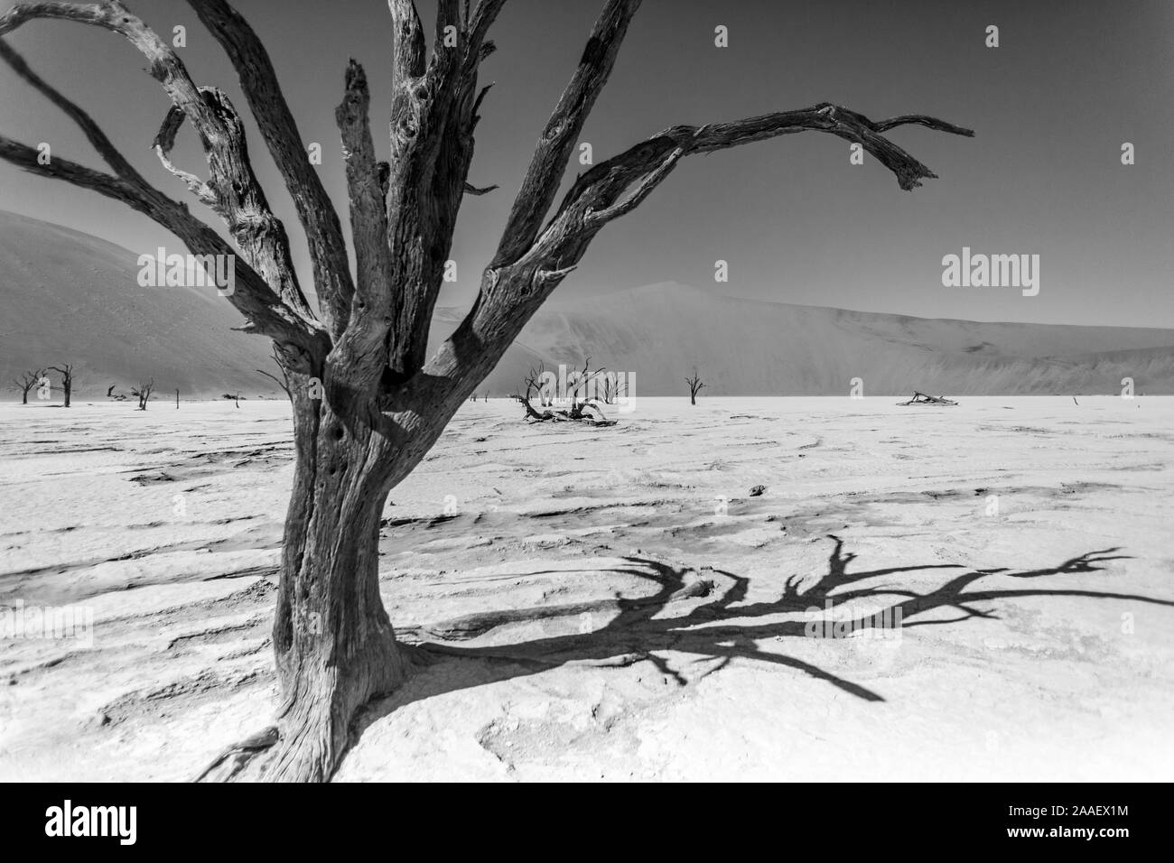 Dead Camelthorn Trees against red dunes and blue sky in Deadvlei, Sossusvlei. Namib-Naukluft National Park, Namibia, Africa Stock Photo