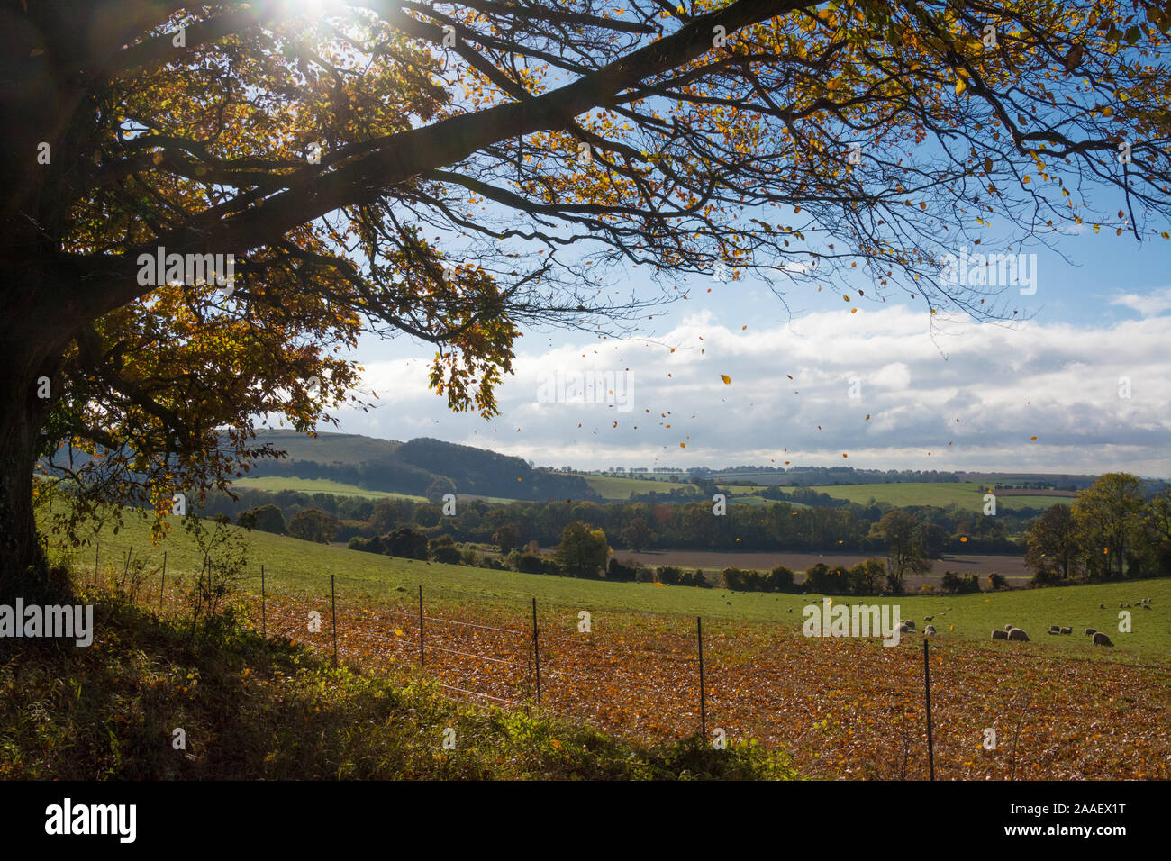 Leaves are shaken from autumnal beech trees in the Hampshire countryside. Stock Photo