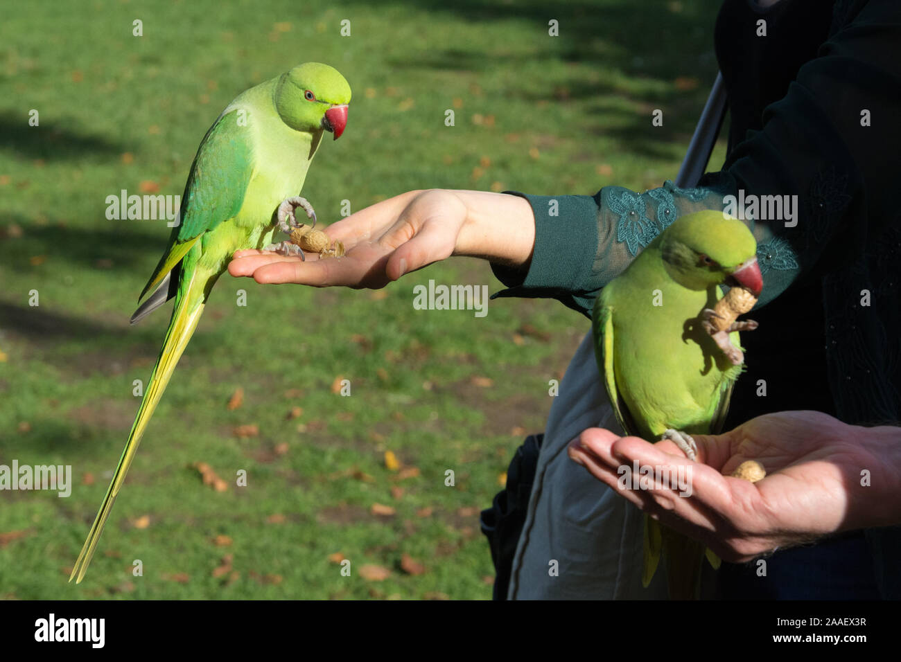 Ring necked parakeet being hand fed with peanuts in Hyde Park, London, UK. This feral, non-native species gathers in the park to be fed by tourists. Stock Photo