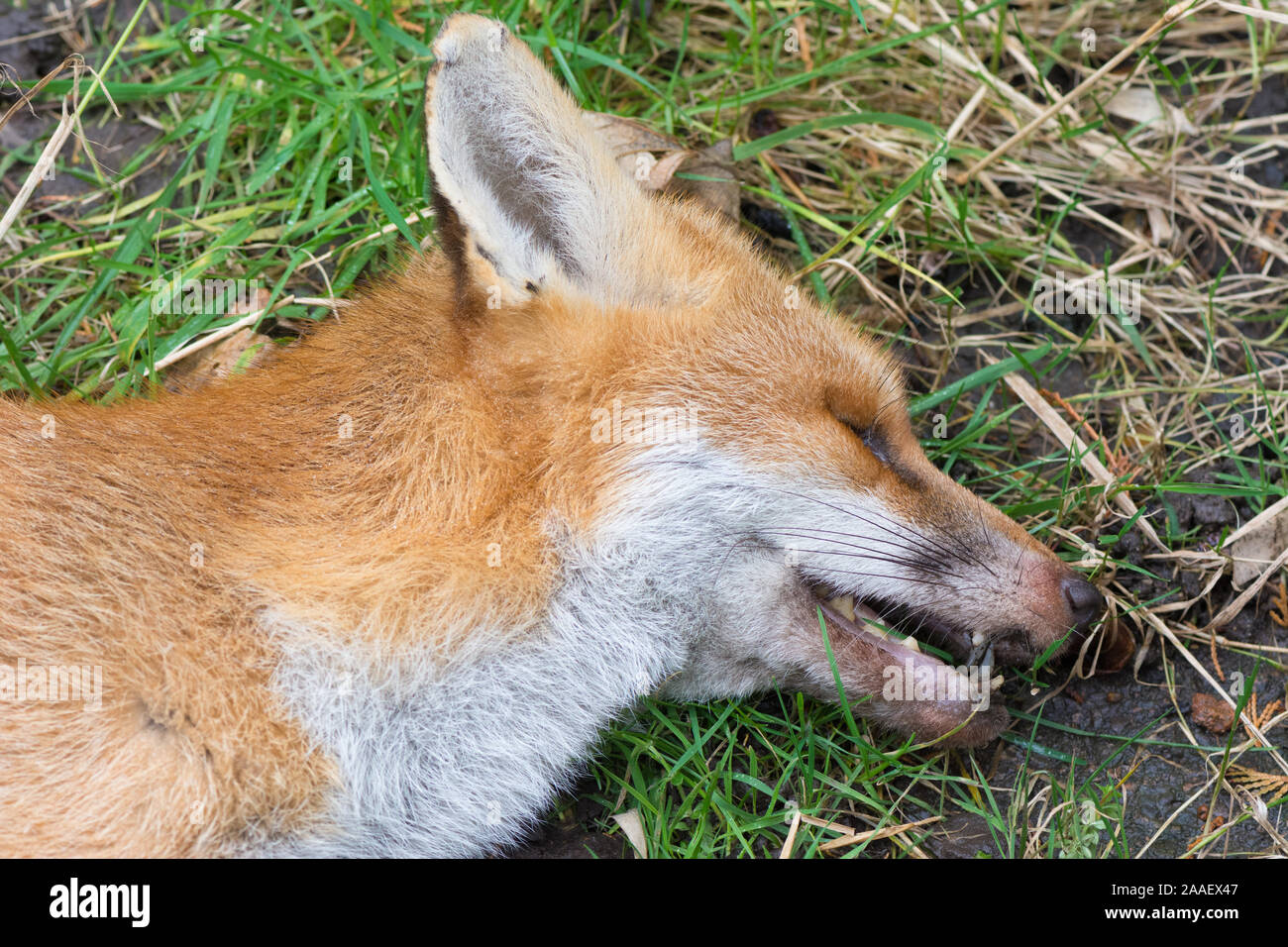 A recently dead fox, head and shoulders detail Stock Photo