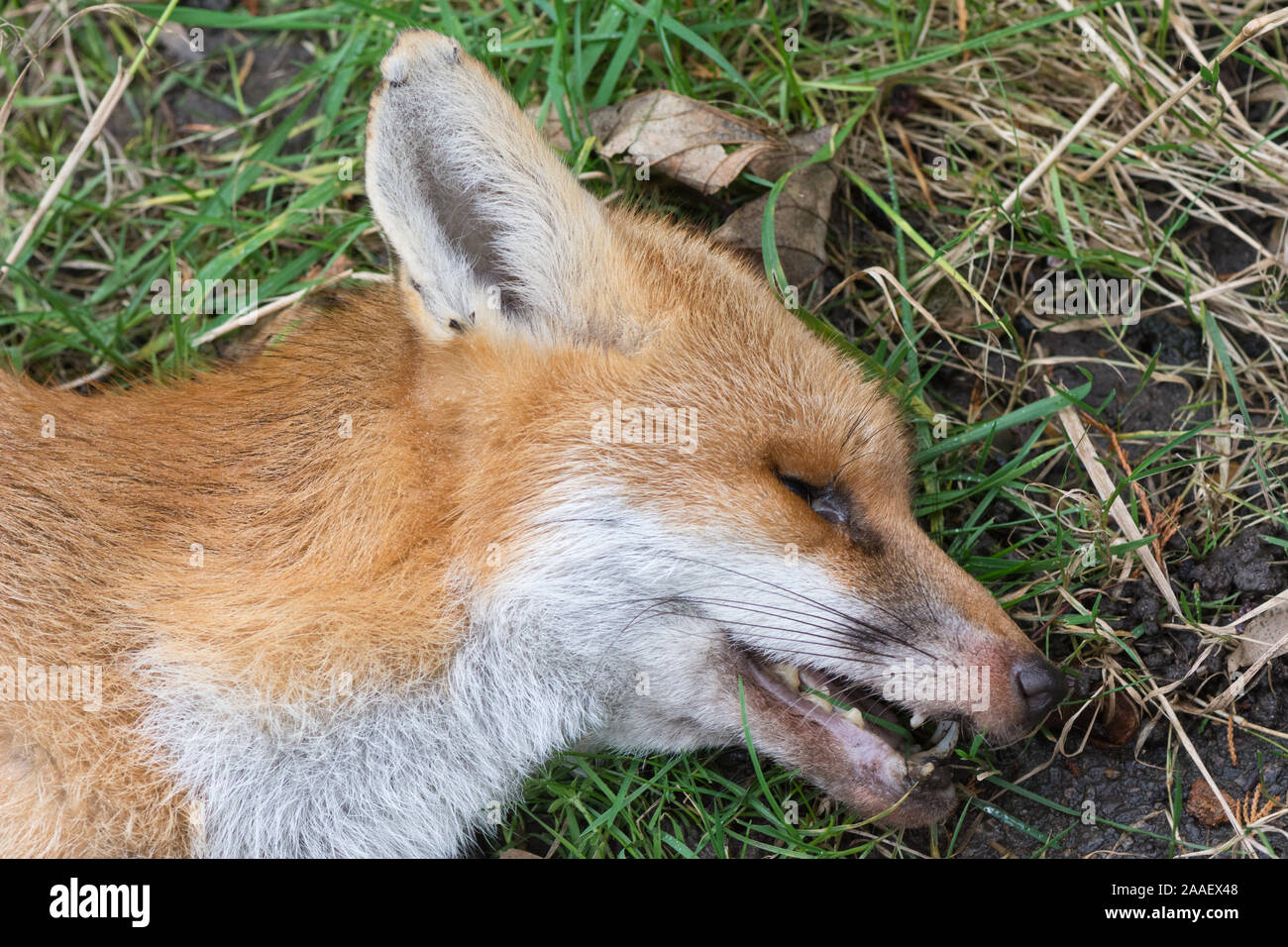 A recently dead fox, head and shoulders detail Stock Photo