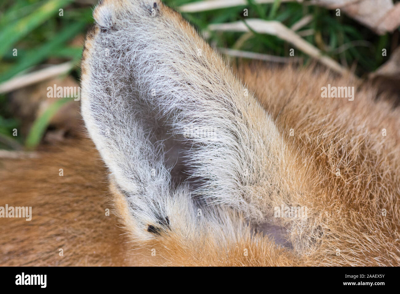 Close up view of delicate hairs in the ear of a red fox Stock Photo