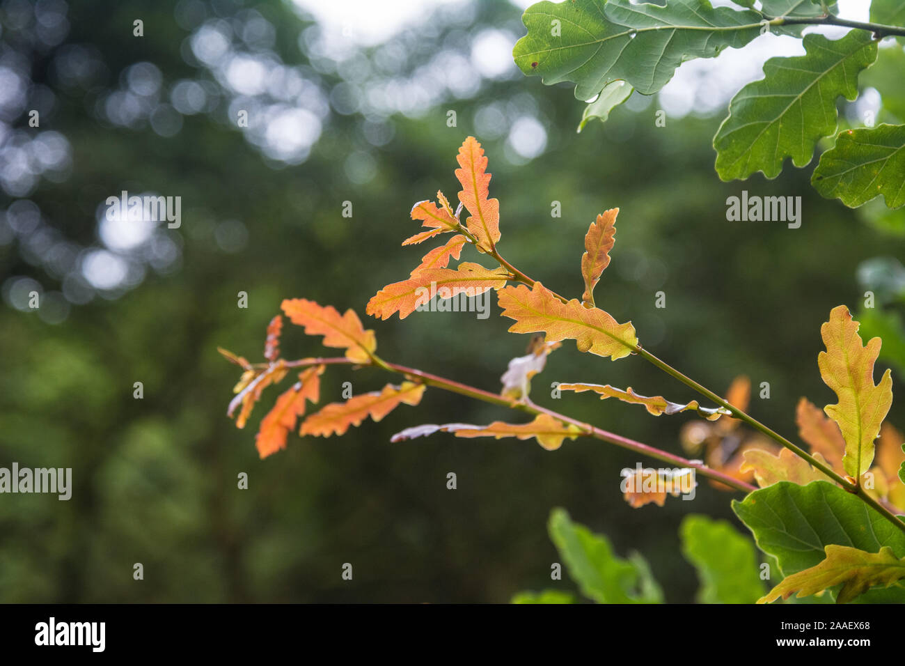 Fresh young sessile oak leaves in spring Stock Photo