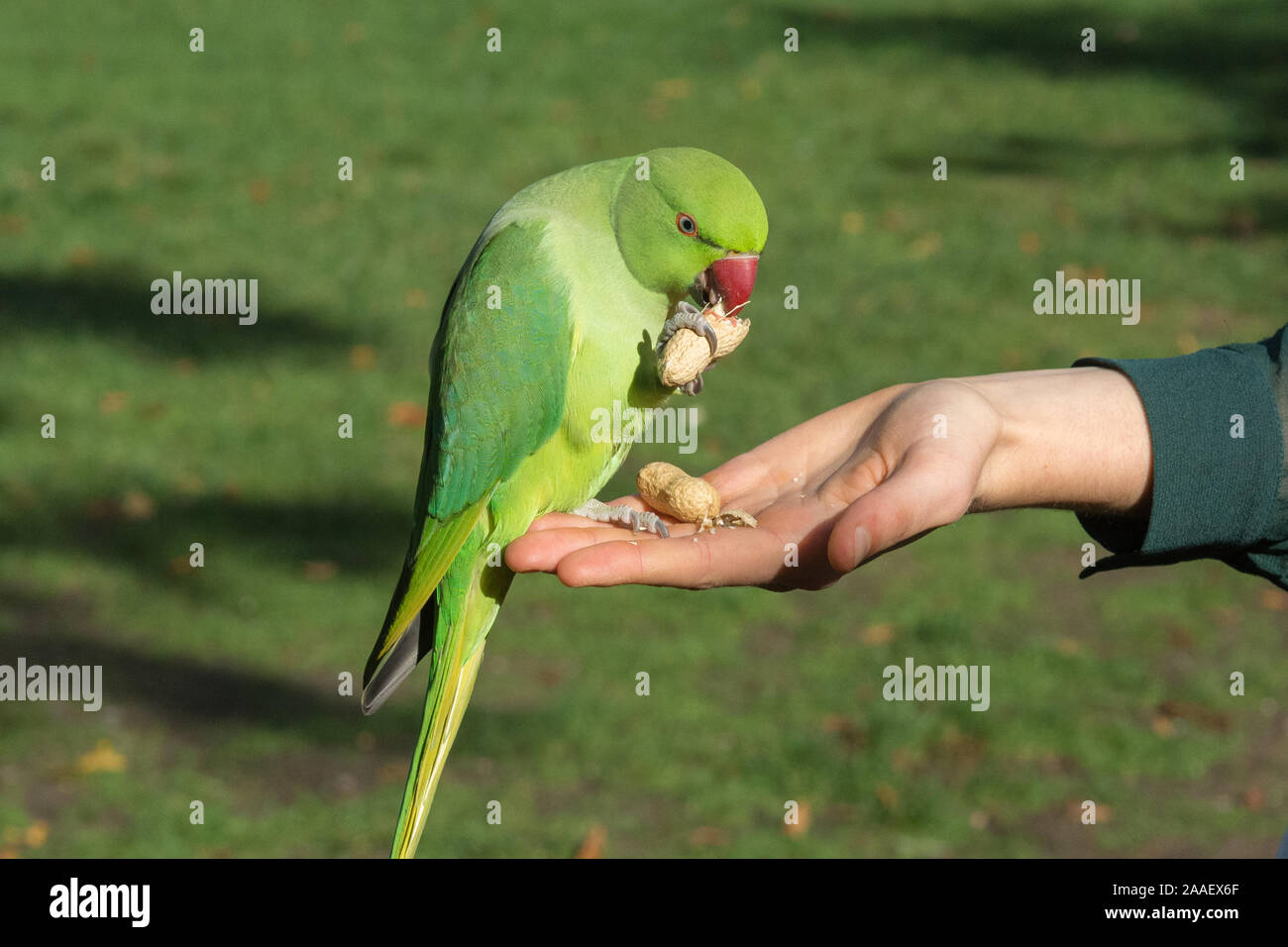 Ring necked parakeet being hand fed with peanuts in Hyde Park, London, UK. This feral, non-native species gathers in the park to be fed by tourists. Stock Photo