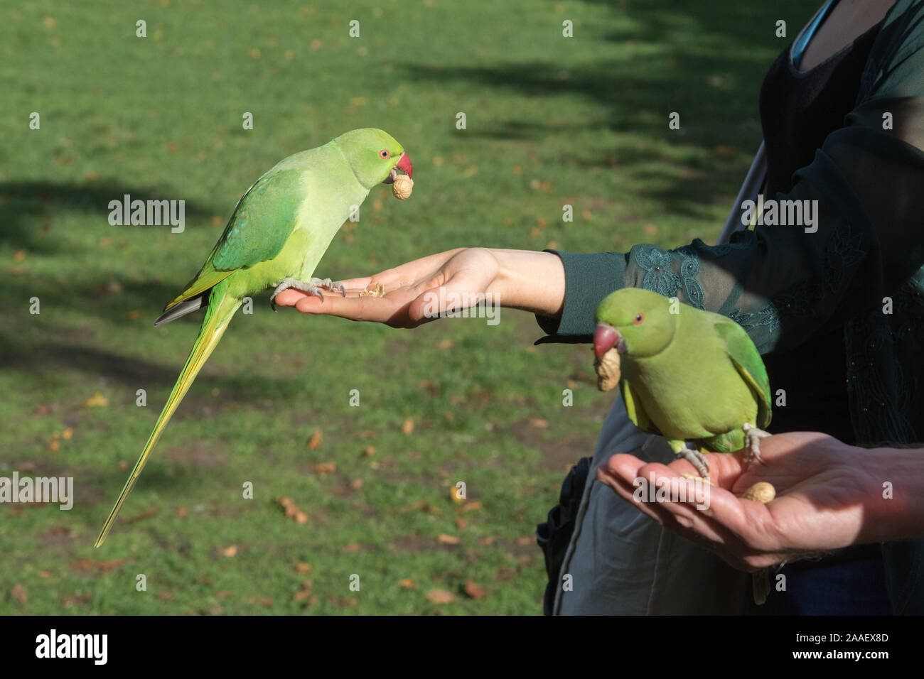 Two ring necked parakeets being fed with peanuts in Hyde Park, London, UK. This feral, non-native species gathers in the park to be fed by tourists. Stock Photo