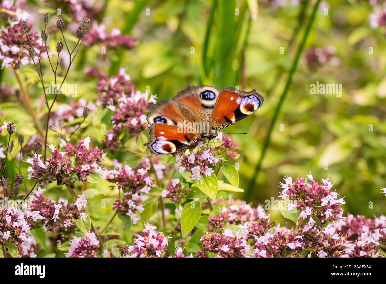 A peacock butterfly nectaring on thyme flowers Stock Photo