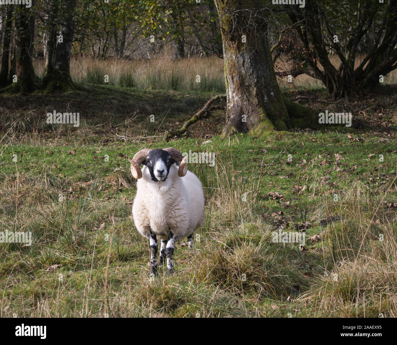 A curious Scottish Blackface Ewe alone on coarse scrubby grazeing land Stock Photo