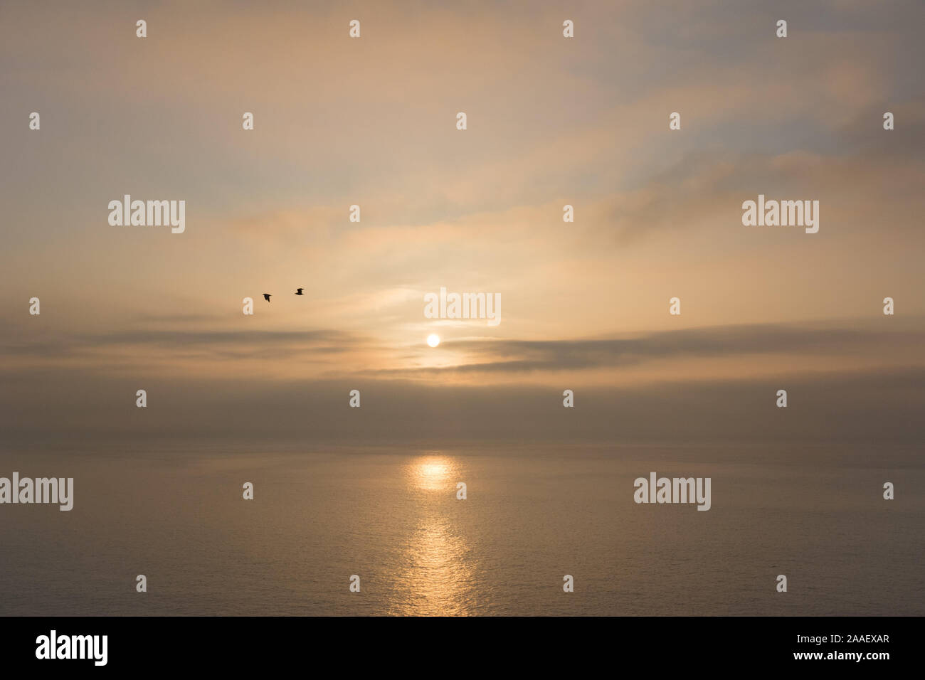 Two seagulls are silhouetted against a tranquil sunrise over the sea at Durleston, Dorset, England. Stock Photo