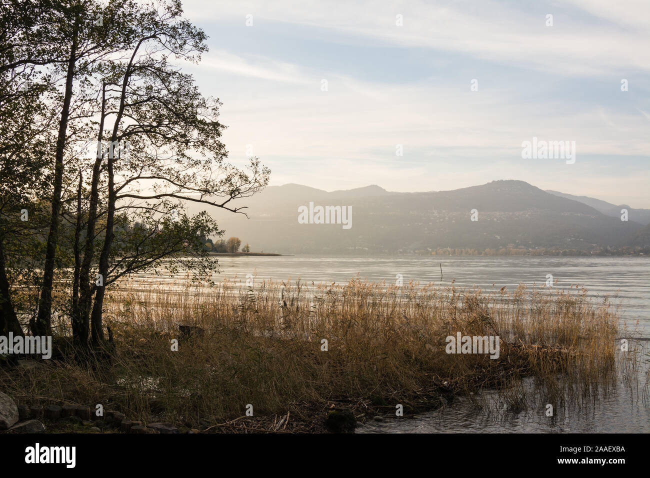 Reed beds and trees on the shoreline of Lake Maggiore in Italy on a beautiful autumn evening Stock Photo