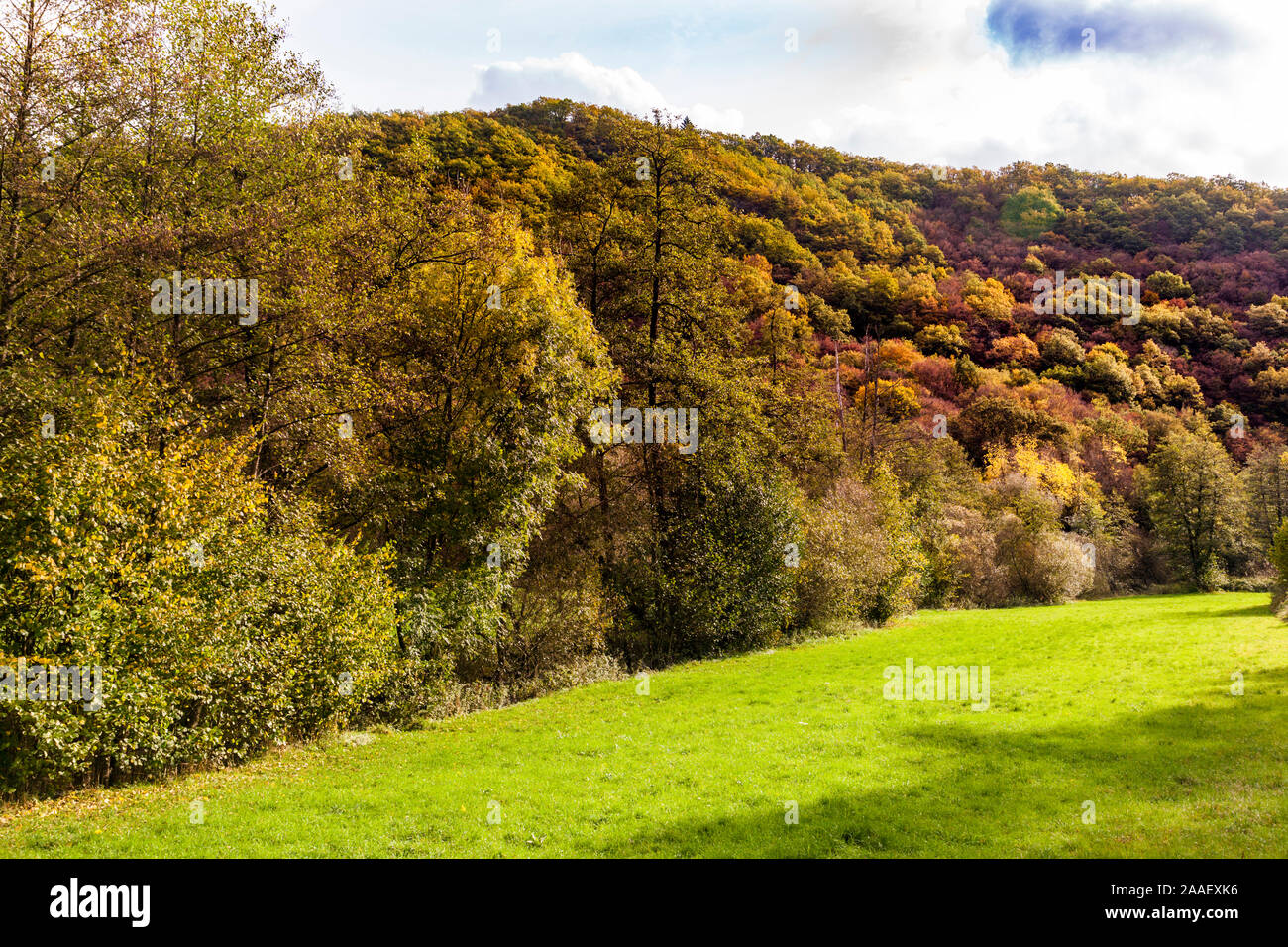 Deciduous forest in autumn Stock Photo - Alamy