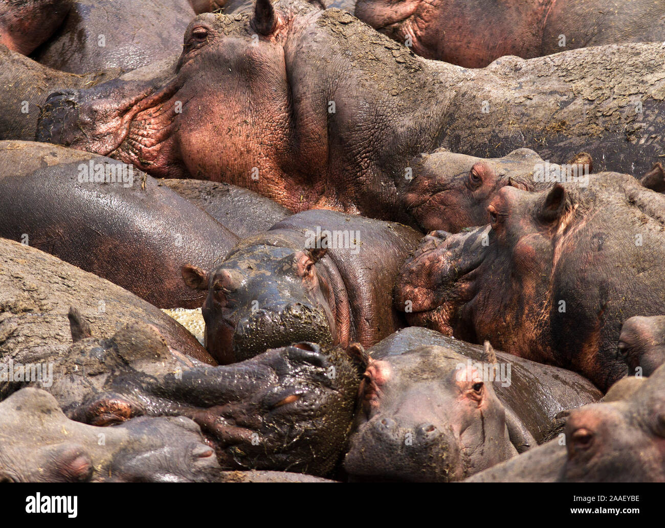 The Ikuu Hippo Pools are essential for the dry season survival of many of the hippo found in Katavi National Park and makes for the greatest gathering Stock Photo