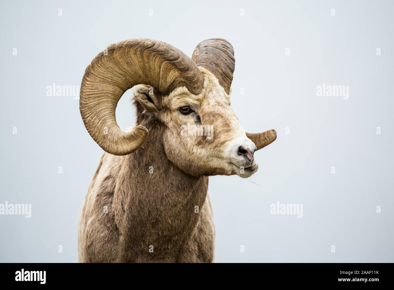 Male bighorn sheep munching on grass. His jaw sideways as he chews his food in southern Canada near Montana. Stock Photo