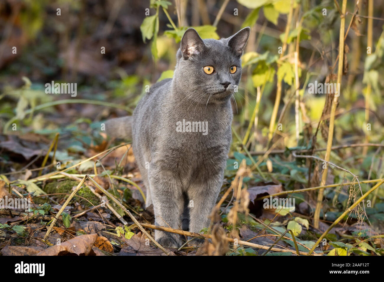 Beautiful Russian Blue Cat Walks In The Park Stock Photo