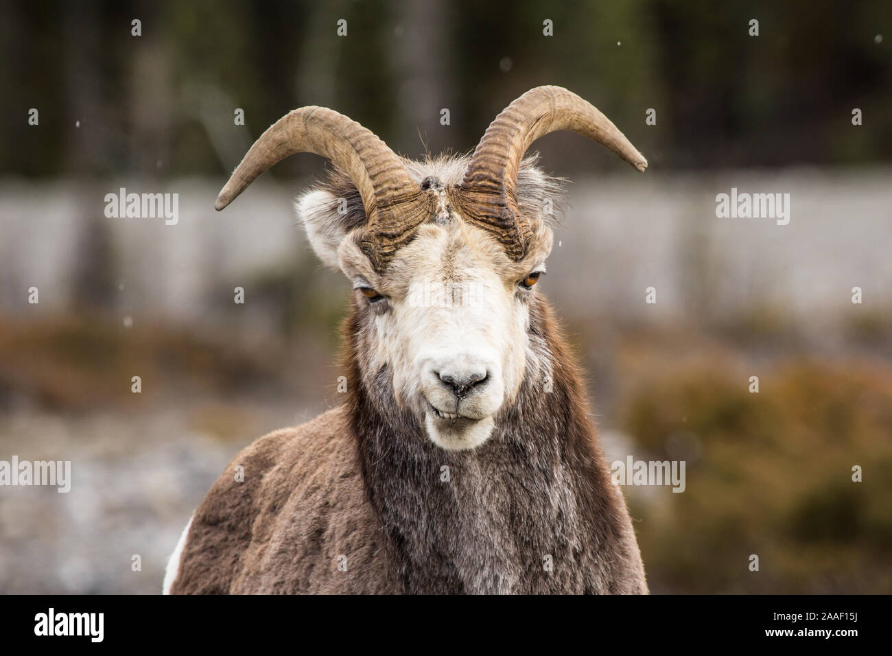 Bighorn Sheep mountain goat ewe making a funny face looking into camera in Southern Canada near Montana. Stock Photo