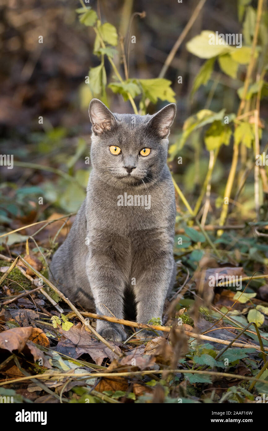 Beautiful Russian Blue Cat Walks In The Park Stock Photo