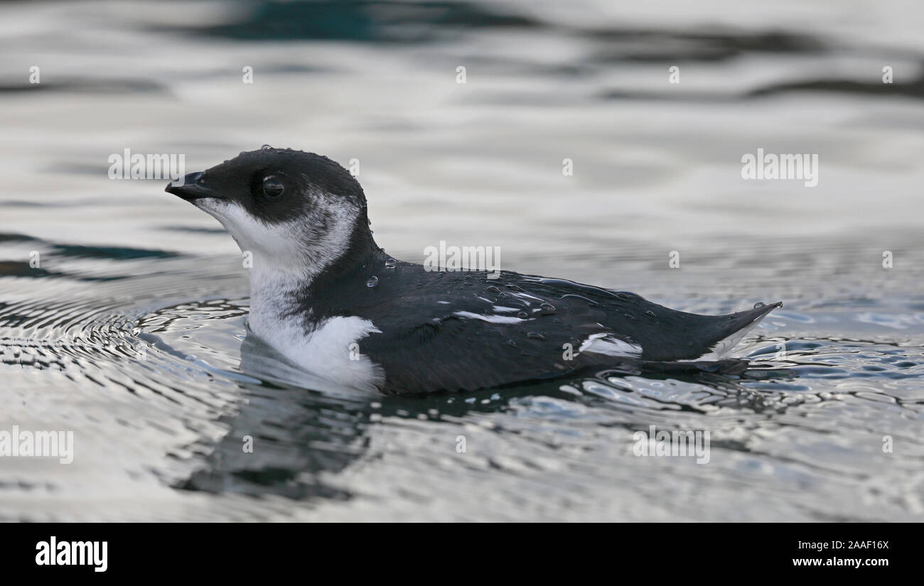 Little Auk, Dovekie, Alle alle, swimming, close up Stock Photo