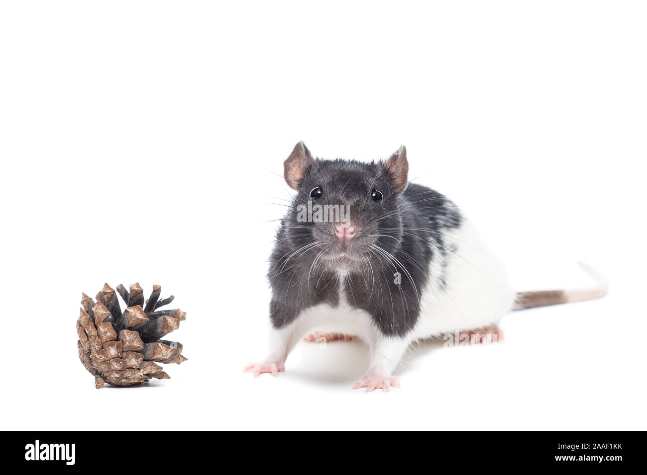 Rat cone Cut Out Stock Images & Pictures Alamy