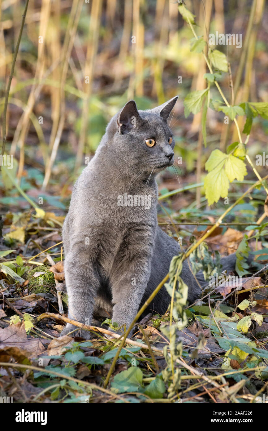 Beautiful Russian blue cat walks in the Park Stock Photo