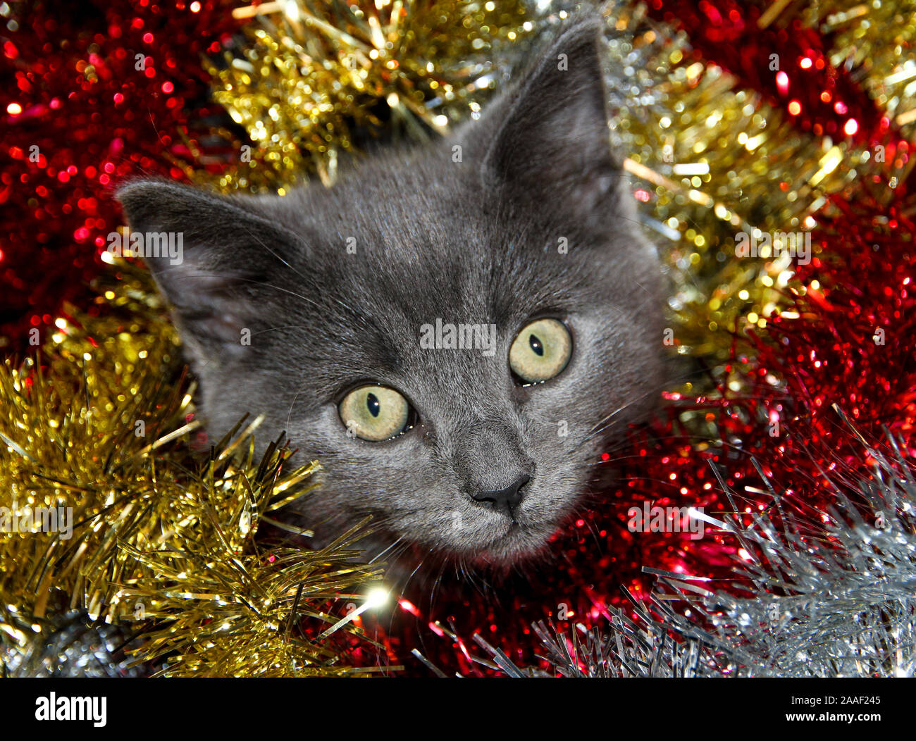 Christmas kitten peeping from tinsel Stock Photo