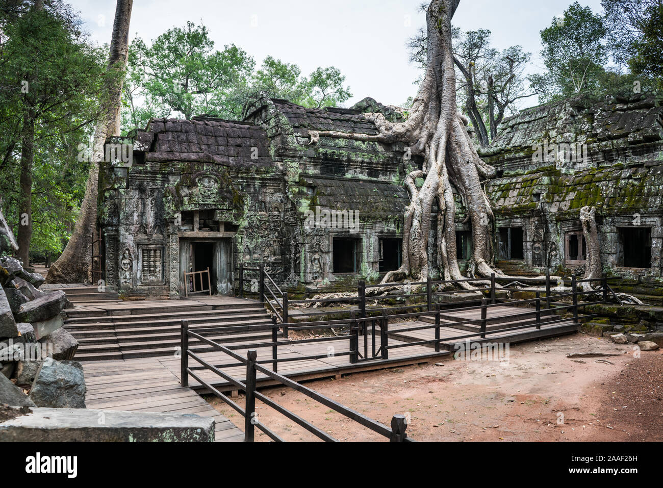 ta prohm temple siem reap