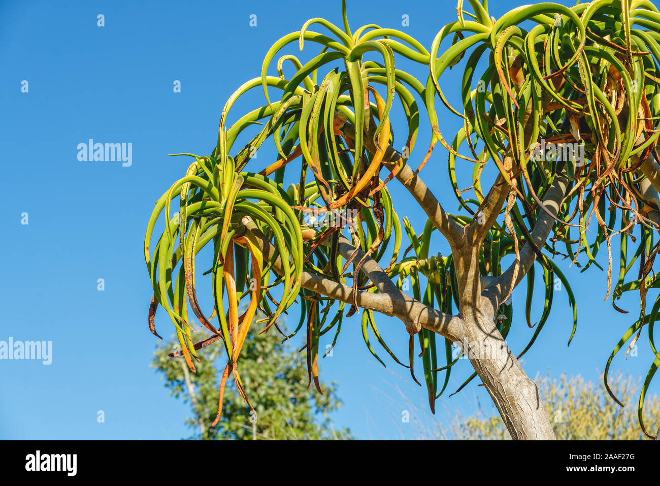 Tropical trees in the garden. Aloe barberae, or Tree Aloe, succulent plant, slow-growing tree, native to South Africa Stock Photo