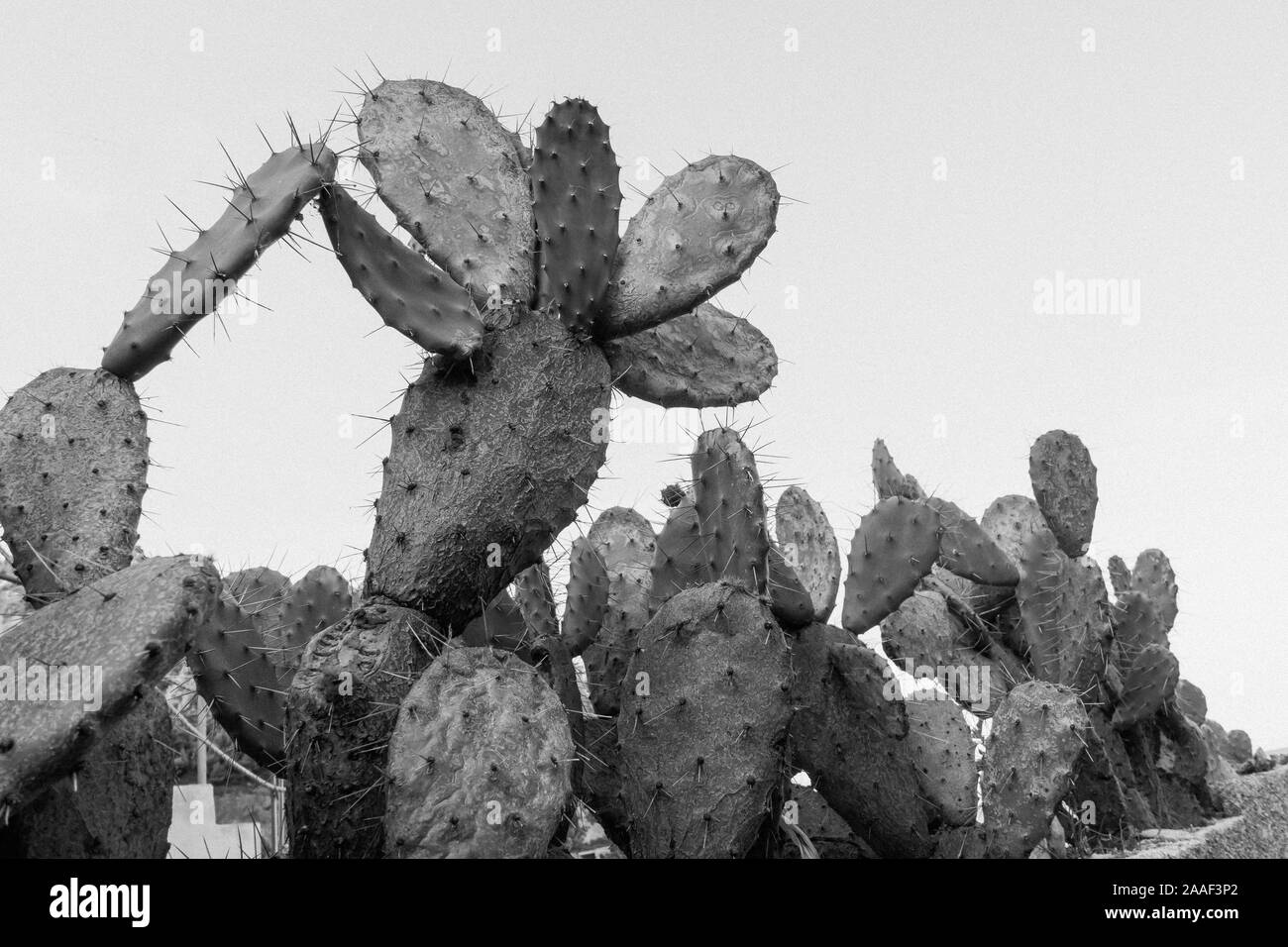 Group of cactuses in on sunny day, monochrome Stock Photo