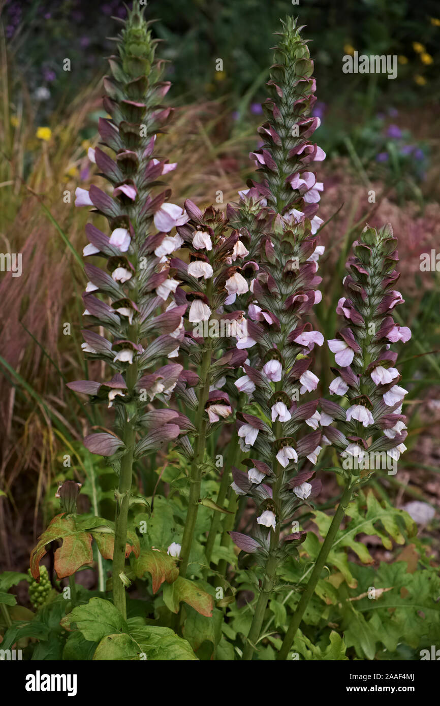 Acanthus hungaricus 'Alex' Stock Photo