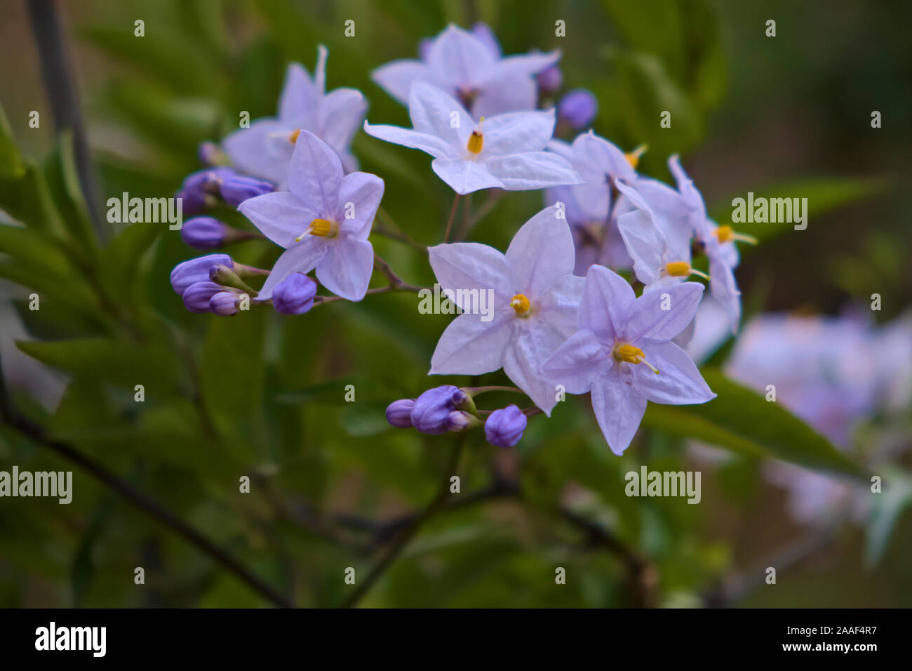 Solanum laxum syn. Solanum jasminoides Stock Photo