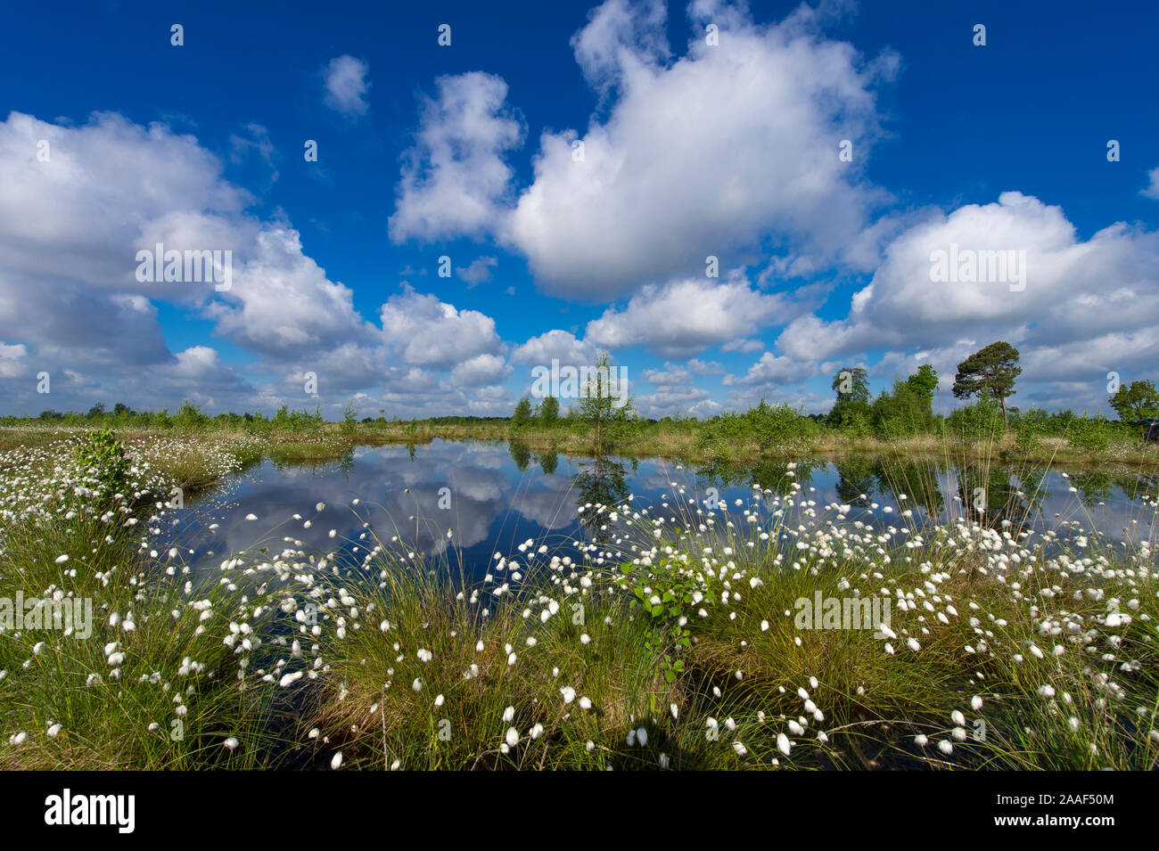 Fruehling im Moor bei Goldenstedt, Niedersachsen, Stock Photo
