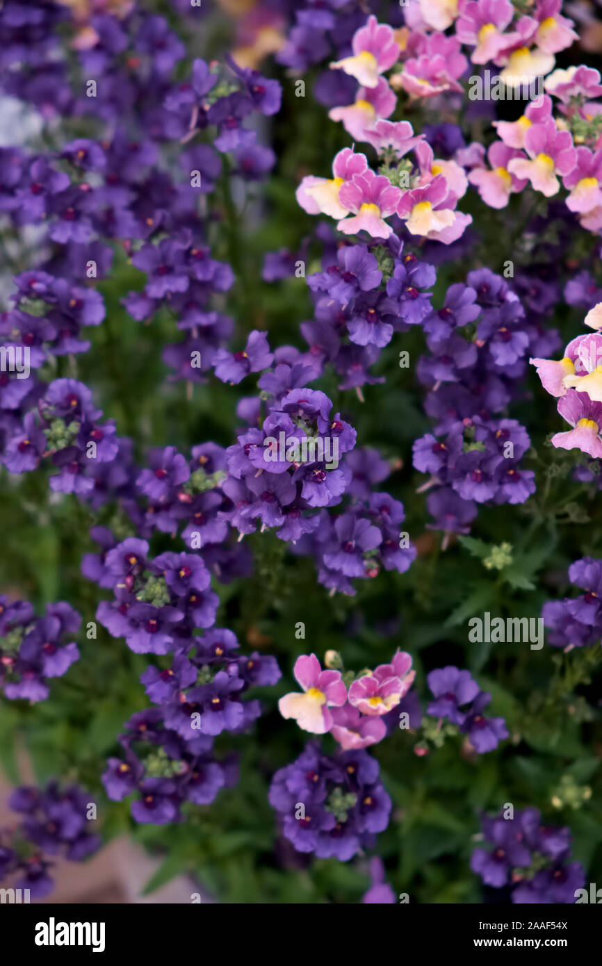 Nesia banana swirl hires stock photography and images Alamy