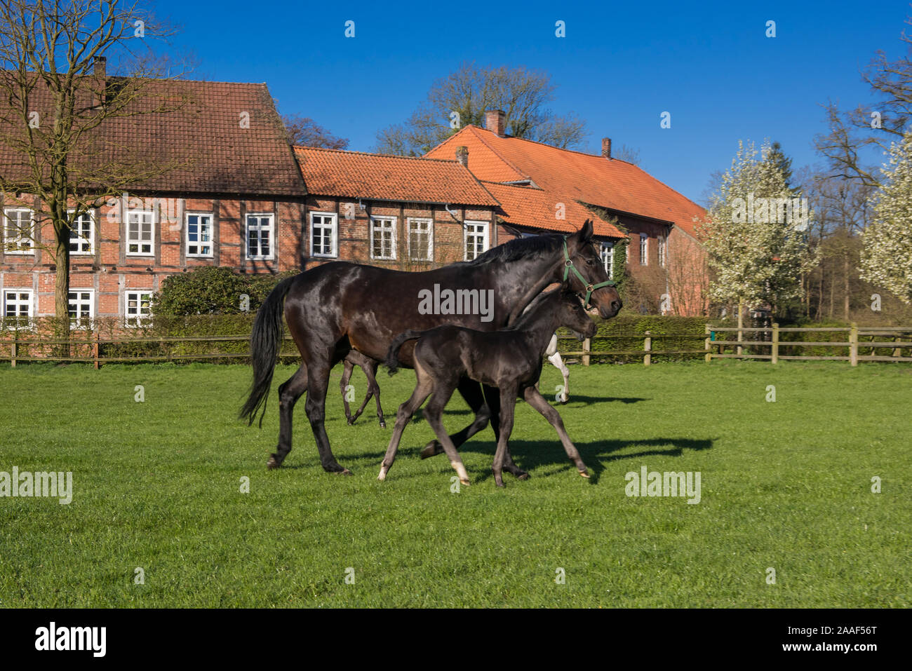 Pferde auf Gut Fuechtel in Vechta Stock Photo