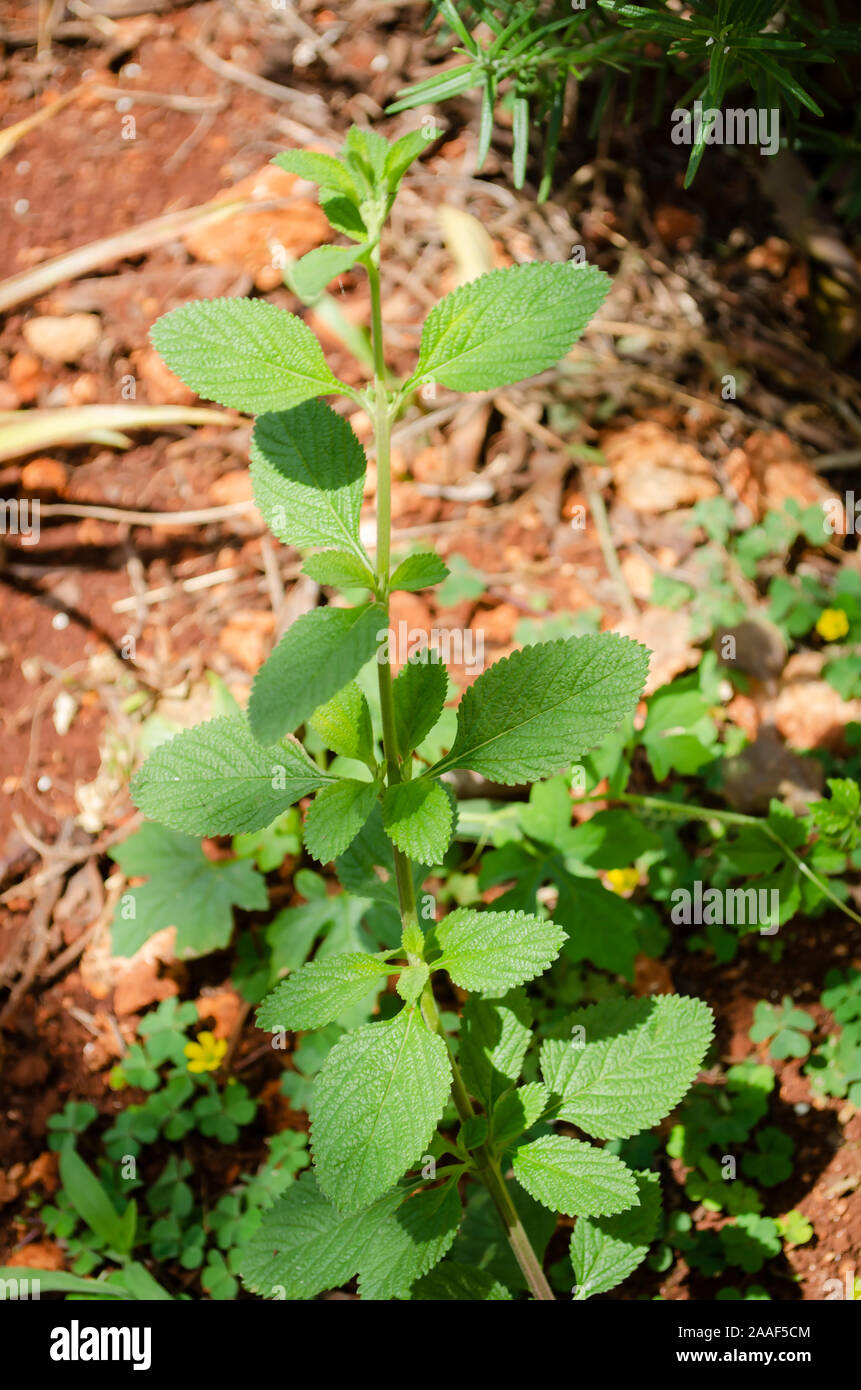 Branch Of Mint Shrub Stock Photo Alamy