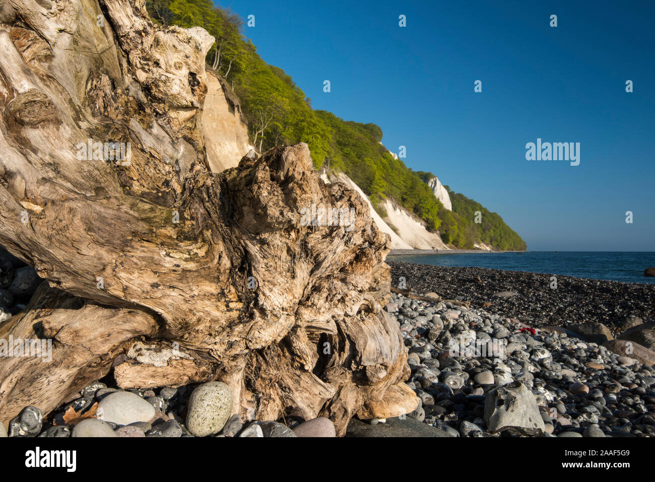 Kreidefelsen, Insel Ruegen, Mecklenburg-Vorpommern Stock Photo