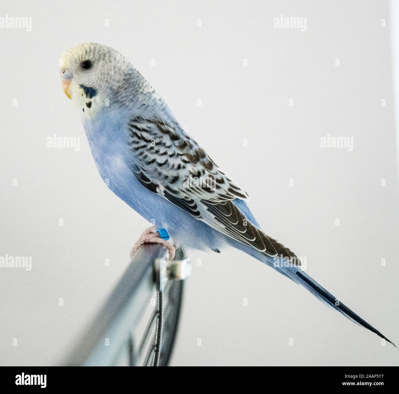 blue budgie sits alone on the cage Stock Photo