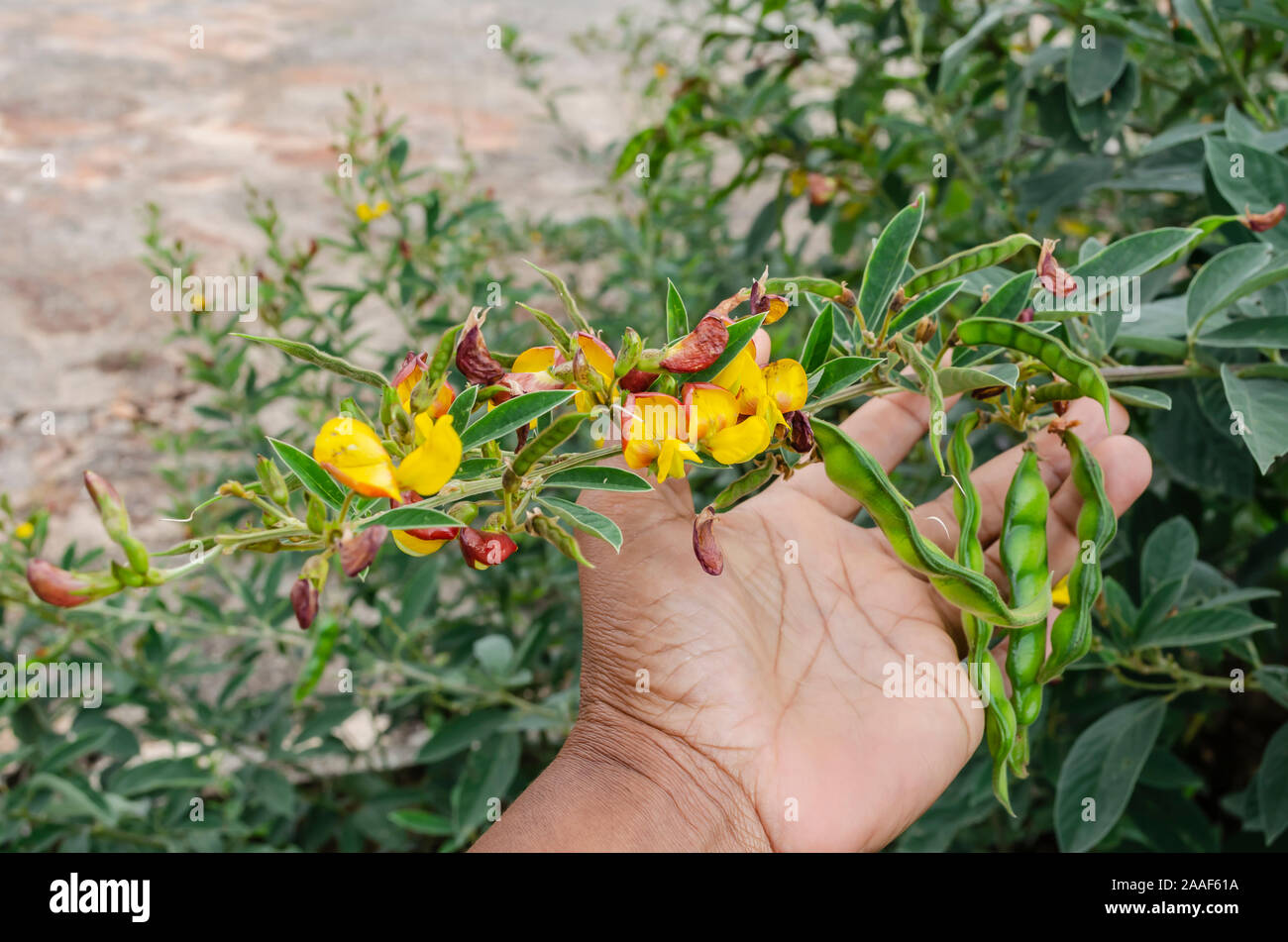 Pigeon Peas Blossoms And Pods in Hand Stock Photo