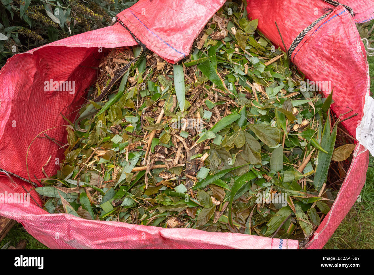 Shredded garden waste in a heavy duty red waste bag Stock Photo