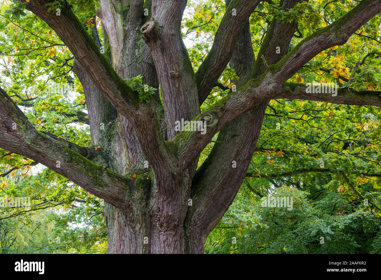 Eiche, Eichenwald, Daenemark, Quercus Stock Photo