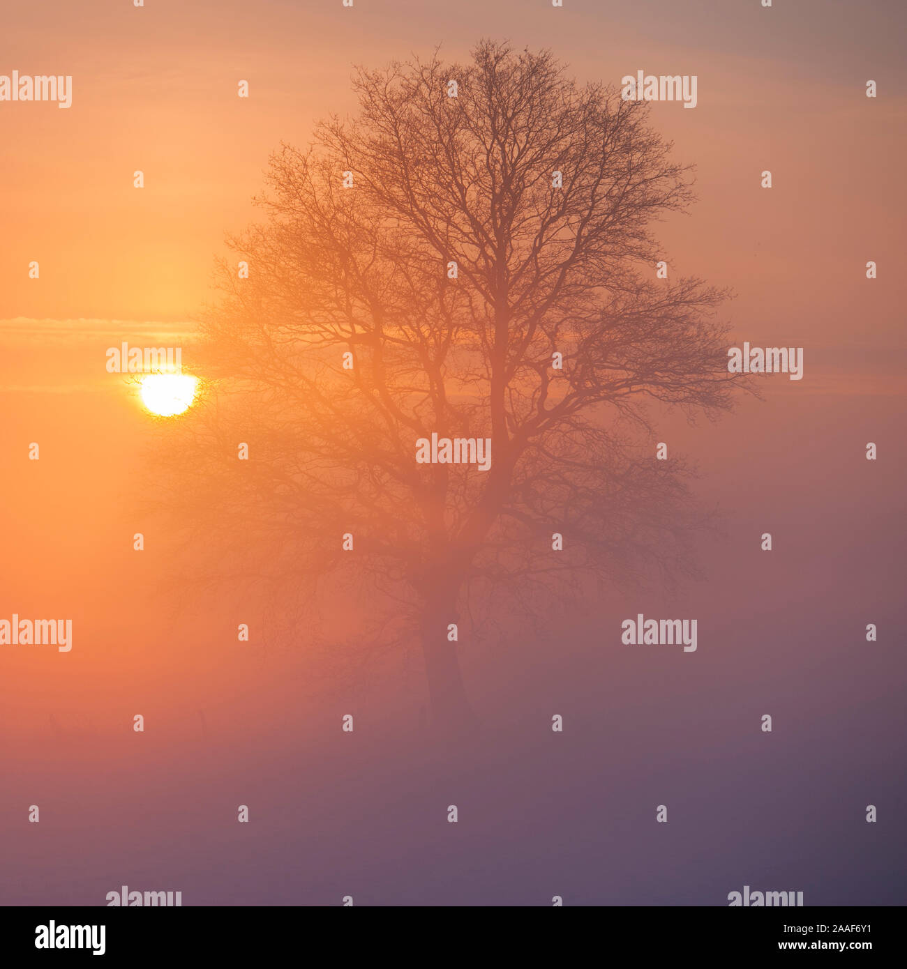 Baum im Nebel, Sonnenuntergang, Stock Photo