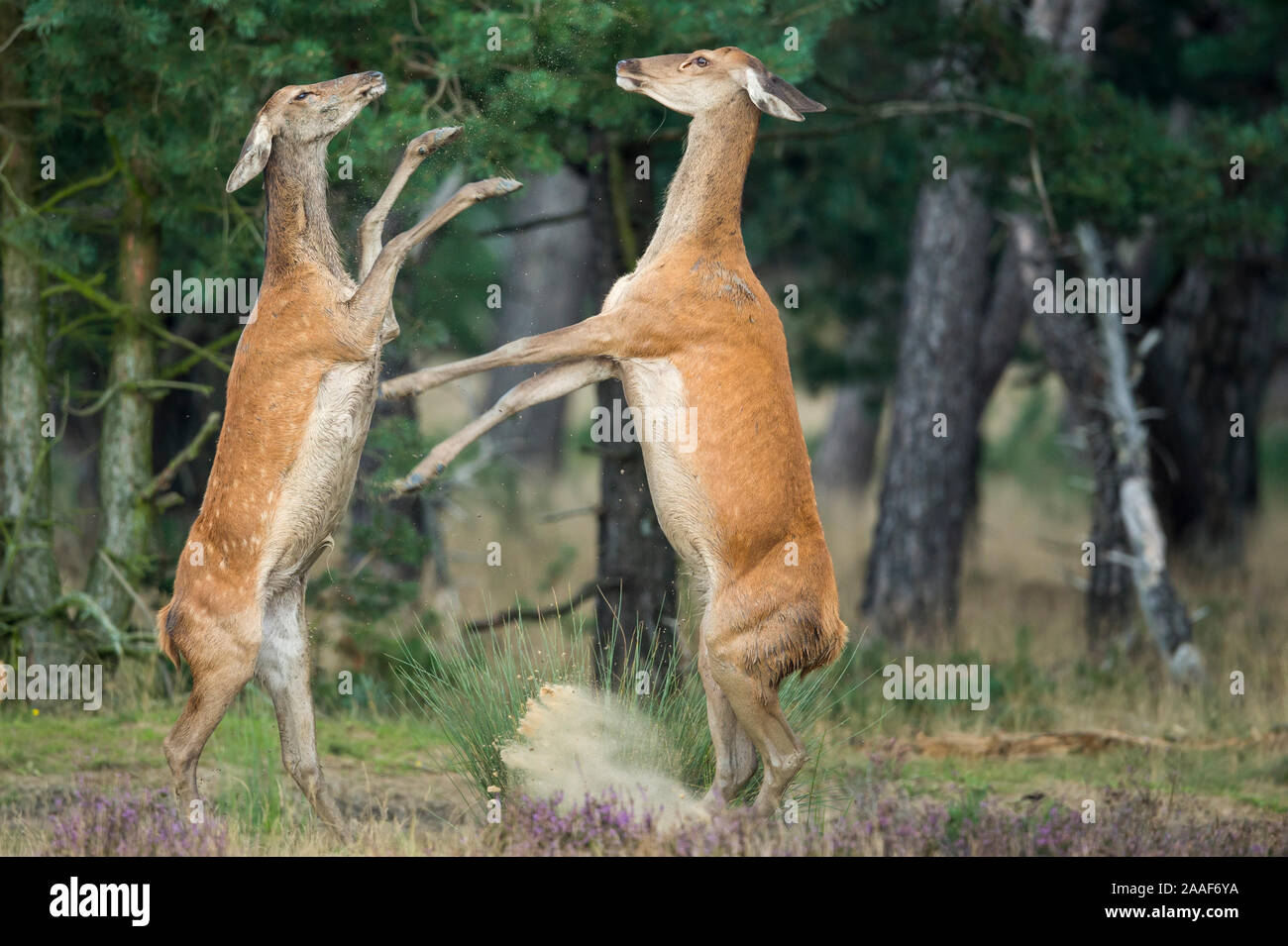 Weiblich hi-res stock photography and images - Page 3 - Alamy