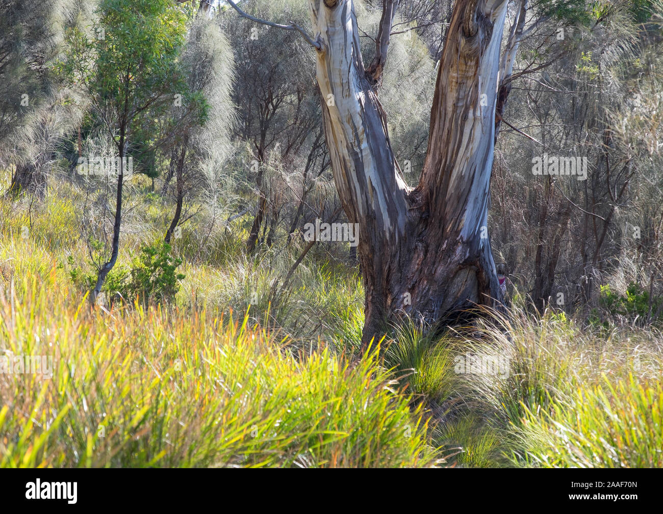 Gum tree in rain forest, Tasmania Stock Photo Alamy