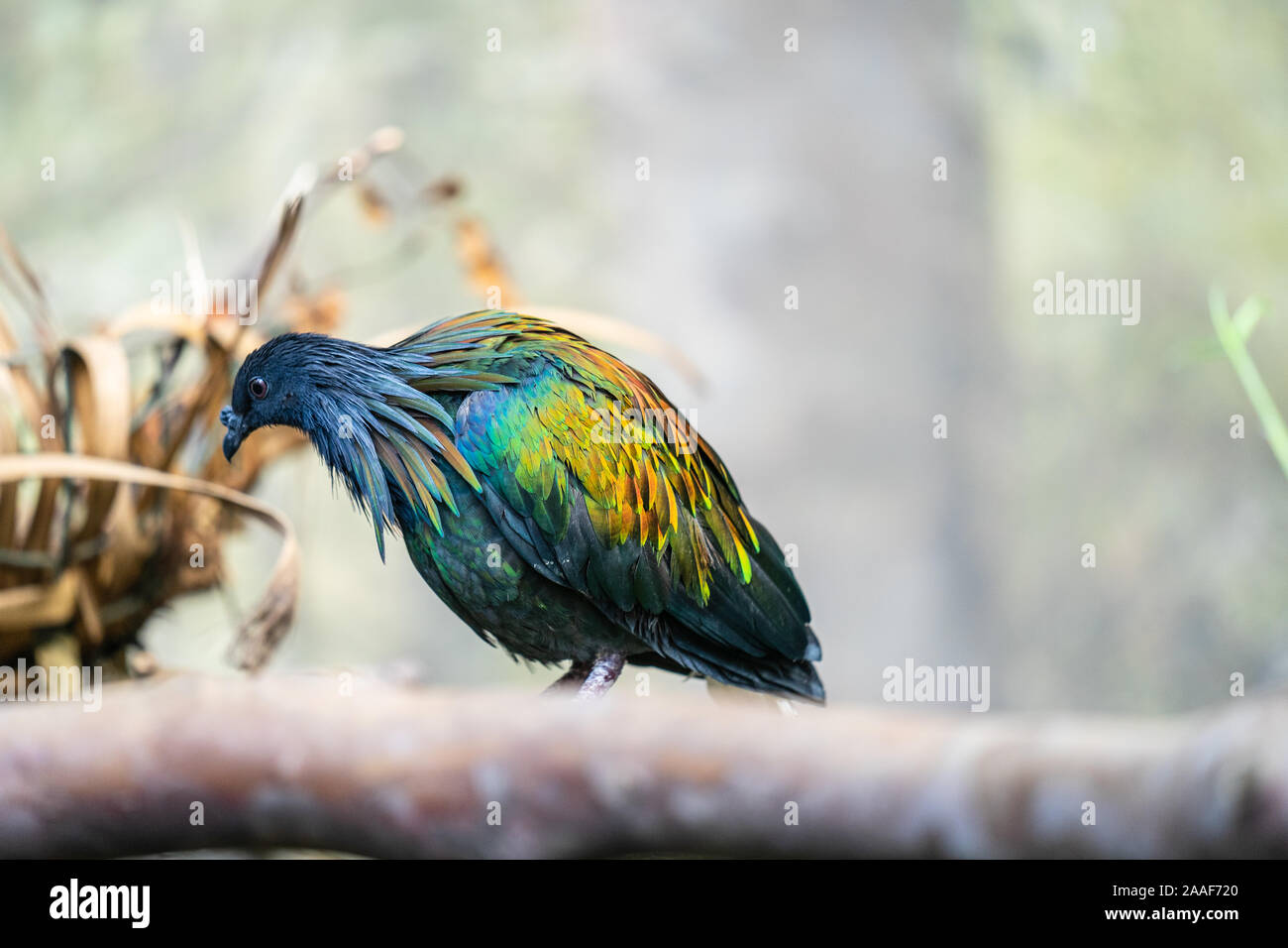 The Nicobar Pigeon Is A Pigeon Found On Small Islands And In Coastal Regions From The Andaman And Nicobar Islands India East Through The Malay Stock Photo Alamy