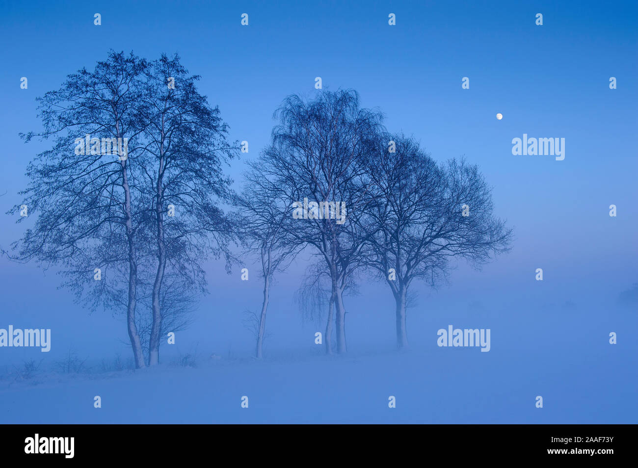 Baum im Winter, Frost, Rauhreif Stock Photo