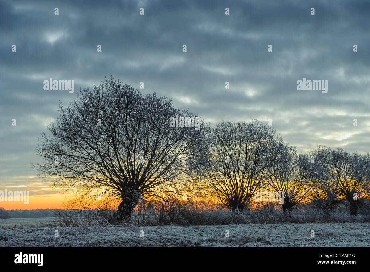 Kopfweiden vor Sonnenuntergang Stock Photo