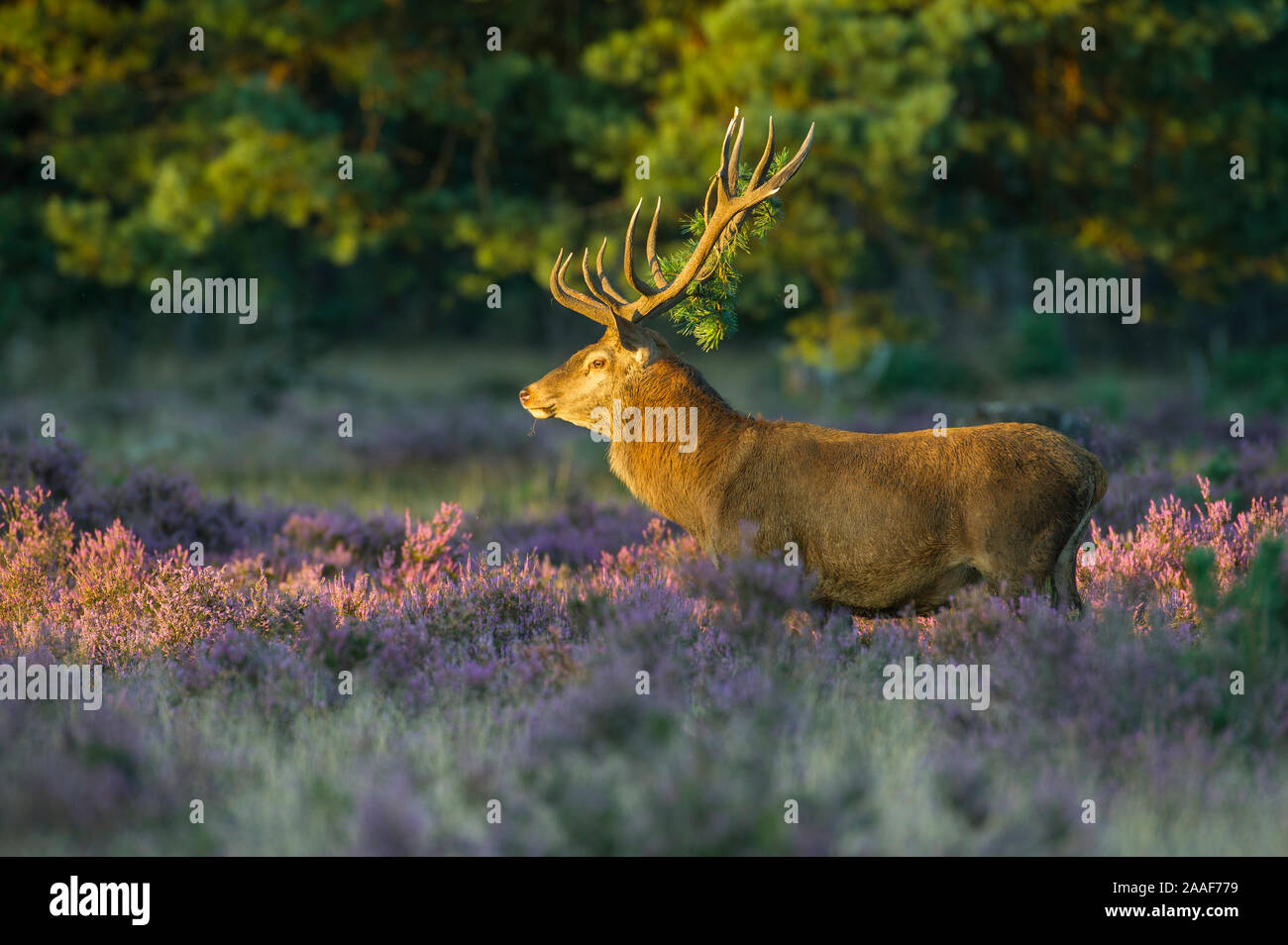 Hirsch im Morgenlicht Stock Photo