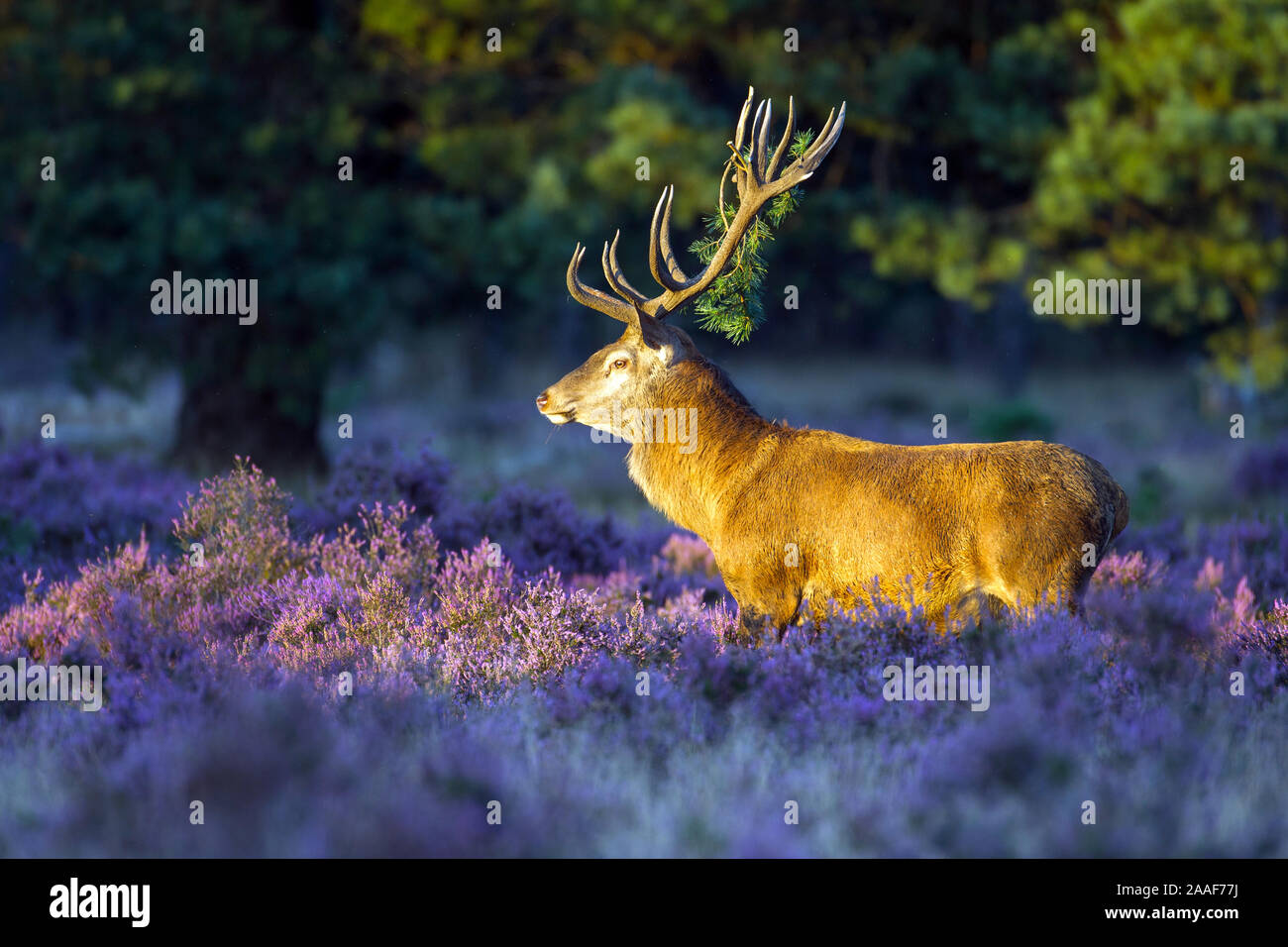 Hirsch im Morgenlicht Stock Photo