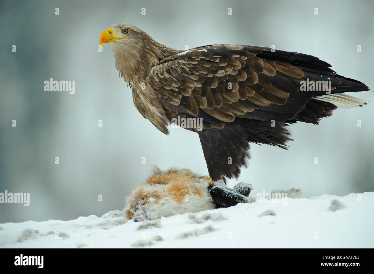 Adler, Greifvogel, Haliaeetus albicilla, white-tailed sea eagle, Winter Stock Photo