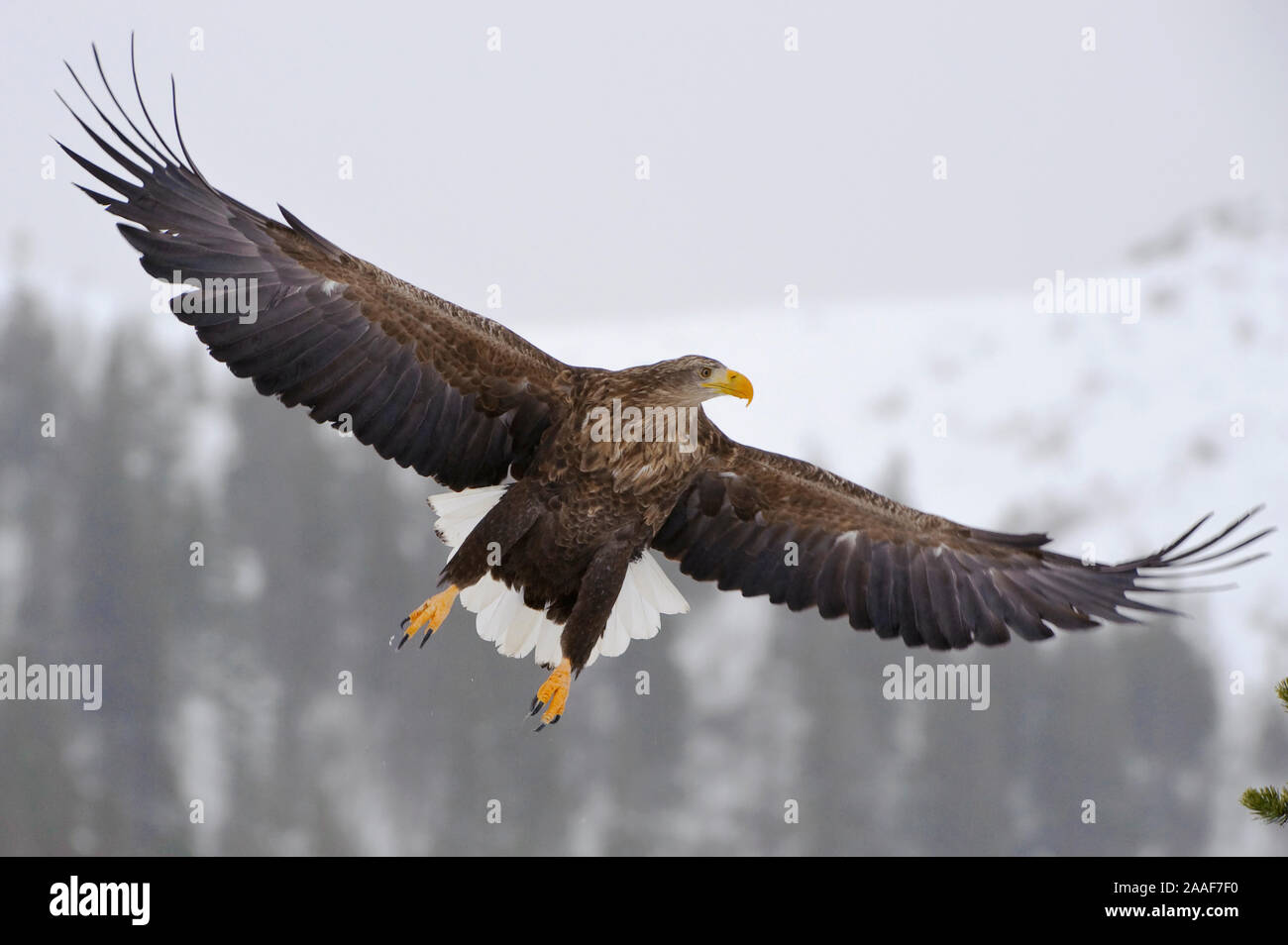 Adler, Greifvogel, Haliaeetus albicilla, white-tailed sea eagle, Winter Stock Photo