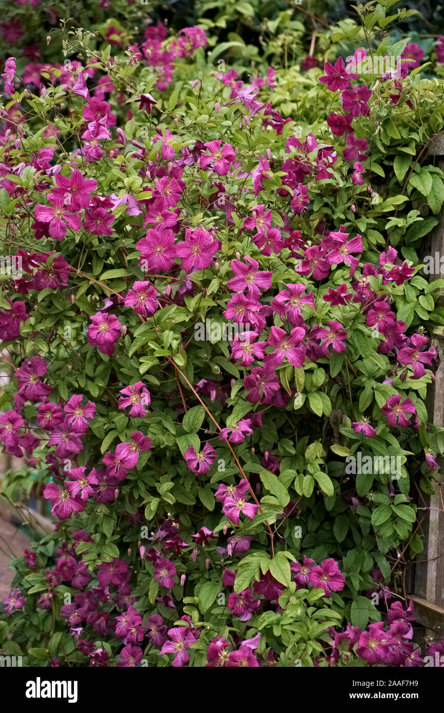 Clematis viticella 'Abundance' Stock Photo