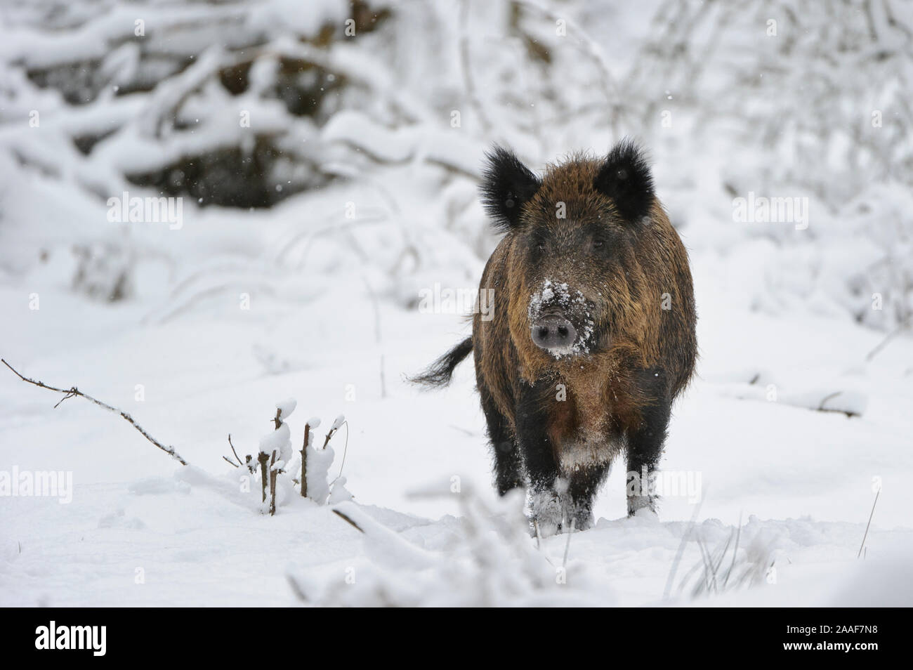 Wildschwein im Schnee, Winter Stock Photo