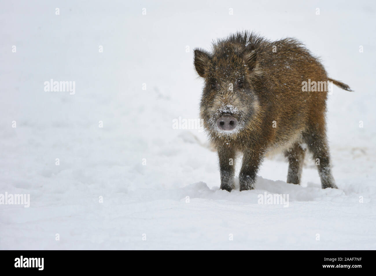 Wildschwein im Schnee, Winter Stock Photo